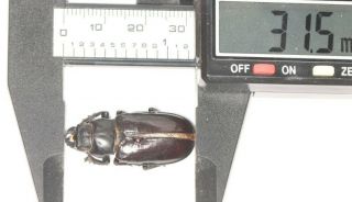 Beetle Lucanidae Lucanus Pseudolucanus Pani 31.  5mm F Tibet