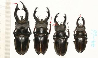 Beetle Lucanidae Lucanus Cheni Tibet 44 To 66mm