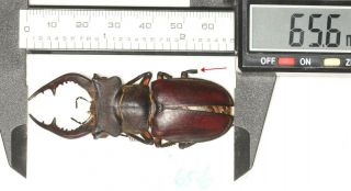 Beetle Lucanidae Lucanus Cantori 65.  6mm Tibet