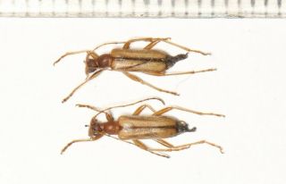 Cerambycinae Cerambycidae Long Horn Beetle W.  Sichuan