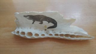 Real Alligator Part Skull Taxidermy Scrimshaw Etched Bone Art Reptile