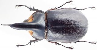 Insect - Dynastidae Heterogomphus Whymperi - N.  Peru - Big Male 51 55mm.