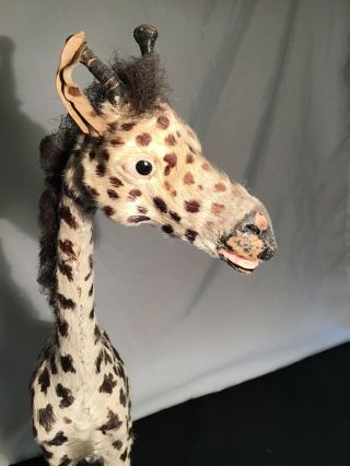 Antique 20” Tall Real Fur Giraffe Toy Early And Unique Circus Taxidermy Weird