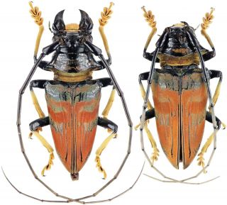 Insect - Cerambycidae Pseudolemur Rufozonata - Sao Tome - Pair 25 30mm.