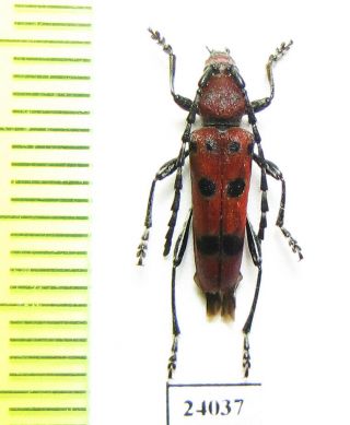 Cerambycidae,  Anaglyptus Meridionalis,  Taiwan