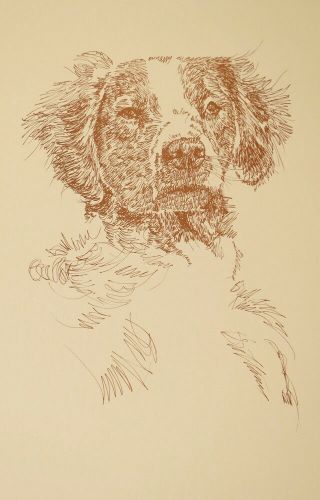 Brittany Spaniel Dog Art Portrait Print 64 Kline Adds Dog Name Word Drawing