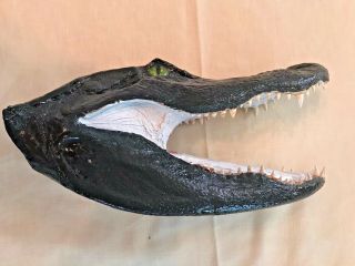 13 " Alligator Head From A Florida Gator - Taxidermy