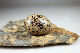 Oystercatcher Egg.  Arctic Taxidermy.  Taxidermy Bird