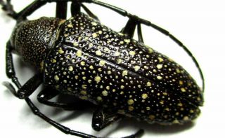 C003 Cerambycidae Species? 19.  5mm A -