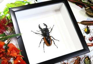 Stag Beetle Framed Taxidermy Specimen Odontolabis Wollastoni Bbow
