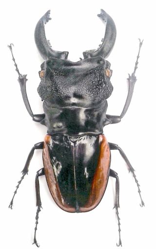 Stag beetle framed taxidermy specimen Odontolabis wollastoni BBOW 2