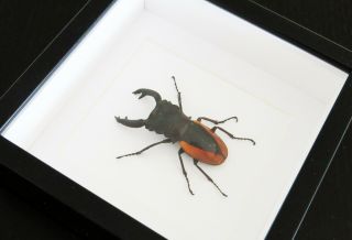 Stag beetle framed taxidermy specimen Odontolabis wollastoni BBOW 3