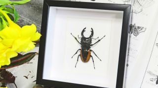 Stag beetle framed taxidermy specimen Odontolabis wollastoni BBOW 4