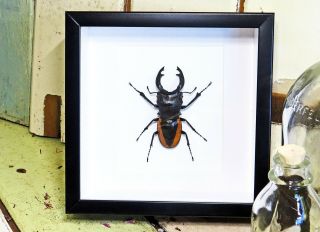 Stag beetle framed taxidermy specimen Odontolabis wollastoni BBOW 5