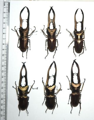 Lucanidae.  6 X Cyclommatus Metallifer,  85mm.  Palu (36)