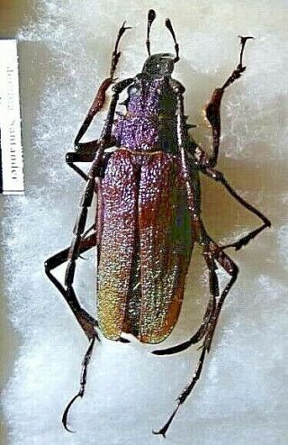 Coleoptera Cerambycidae Psalidognathus Beetle Entomology Real Insect