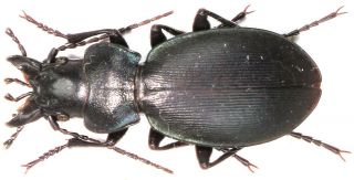 9.  Carabidae - Carabus (cechenochilus) Heydenianus Dzhentui.  Female