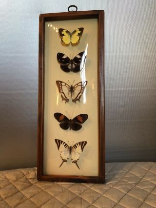5 Real Butterflies Framed In Bubble Curved Glass Case (black/yellow)