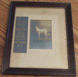 1900 Antique Delaware Valley Kennel Club First Prize Parson Terrier Dog Photo