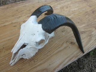Real Gaot/ Sheep Taxidermy Goat Sheep Wool Animal Teeth Bones Santeria
