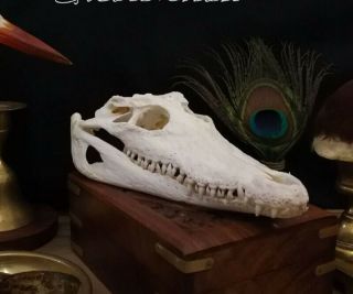 1pcs Freshwater Crocodile Skull Taxidermy 9.  5 " - 10 " (from The Farm)