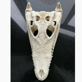 1Pcs Freshwater Crocodile Skull Taxidermy 9.  5 