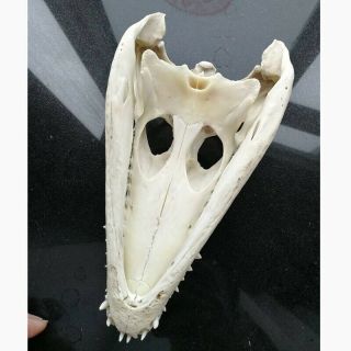 1Pcs Freshwater Crocodile Skull Taxidermy 9.  5 