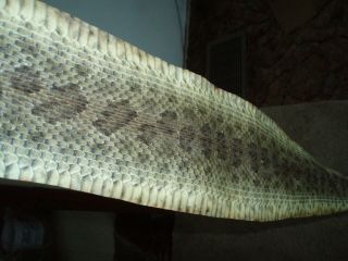 Rattlesnake Skin Prairie Rattler Hide Soft Tanned Bow Wrap Blanks Art 57 Inch 10