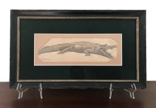 Charles R Knight Framed Florida Alligator Sketch Art 1898 Paleoart Dino