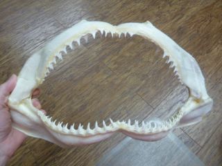 (sj01 - 20 - F) 15 " Common Blacktip Black Tip Shark B Grade Jaw Sharks Jaws Teeth