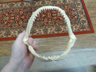 (sj161 - 50 - 7) 8 " Smooth Hammerhead Shark B Grade Jaw Sharks Jaws Teeth Taxidermy