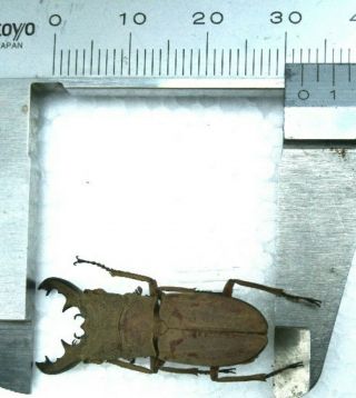 Cyclommatus Vanroon 31mm From East Java Indonesia