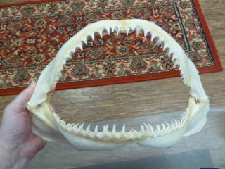 Sj01 - 18 - 10) 13 " Wide Common Blacktip Black Tip Shark B Grade Jaw Sharks Teeth