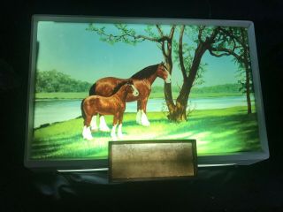 Budweiser Clydesdale Electric Sign Anheuser - Busch Vintage St.  Louis Mo.