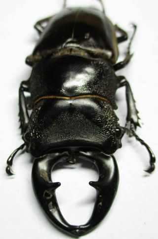 D007 Lucanidae: Prosopocoilus Lumawigi Male 65mm