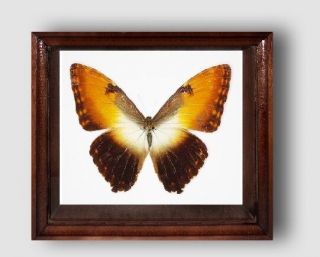 Morpho Hecuba In The Frame Of Expensive Breed Of Real Wood.
