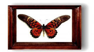 Papilio Antimachus Male In The Frame Of Expensive Breed Of Real Wood