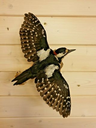 Taxidermy Bird Präparat Great Spotted Woodpecker