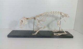 Vintage Real Cat Bones Skeleton Taxidermy Biology Autopsy Antique