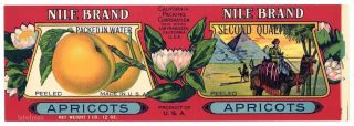 Nile Brand,  Vintage,  Pyramid Egypt Apricot An 1920’s Tin Can Label E13