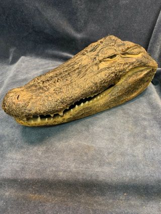 Large 13 " Real American Alligator Head Taxidermy Florida Gator Head