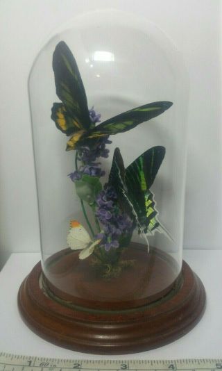 Vintage Iridescent Green Striped Butterfly Taxidermy Mounted Glass Dome Display