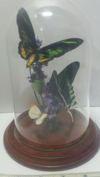 Vintage Iridescent Green Striped Butterfly Taxidermy Mounted Glass Dome Display 2