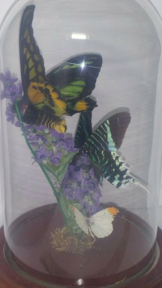 Vintage Iridescent Green Striped Butterfly Taxidermy Mounted Glass Dome Display 3