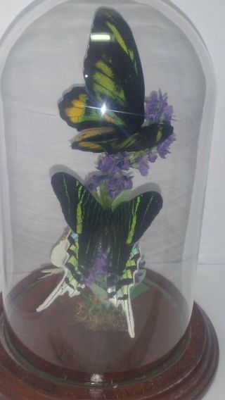 Vintage Iridescent Green Striped Butterfly Taxidermy Mounted Glass Dome Display 4