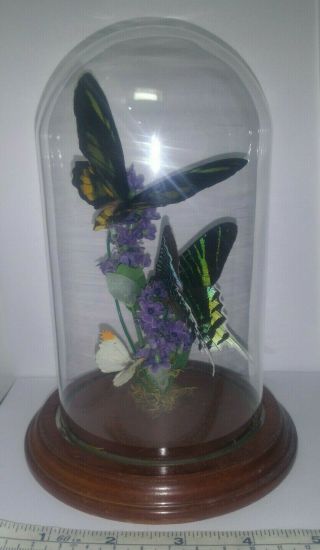 Vintage Iridescent Green Striped Butterfly Taxidermy Mounted Glass Dome Display 5