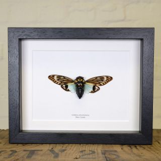 Blue Cicada Frame (tosena Splendida) Insect Frame