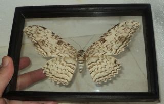 Thysania Agrippina.  Real Wood.  Frame In Two Glass.  3d Effect
