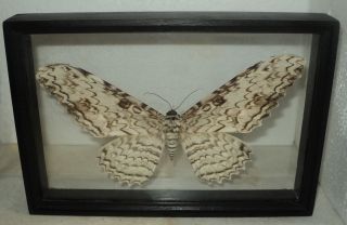 Thysania agrippina.  Real wood.  Frame in two glass.  3D EFFECT 2