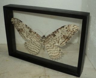 Thysania agrippina.  Real wood.  Frame in two glass.  3D EFFECT 3